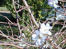 さくらの里に咲く桜